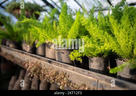 Asparagus plant with lush green twigs in miniature pots placed on shelves of greenhouse close up Stock Photo