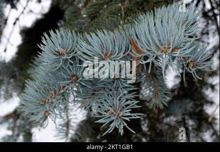 Branches of a silver spruce hang from a tree on a frosty evening in a forest in winter Stock Photo