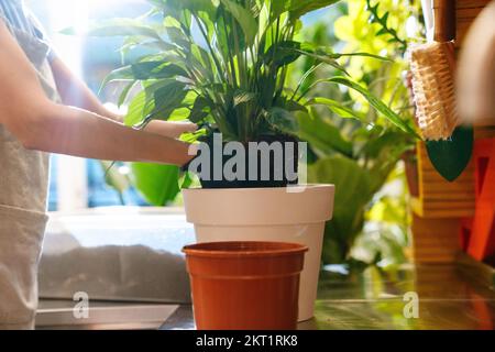 Young florist girl holding potted plant and doing transplant while working in flower shop Stock Photo