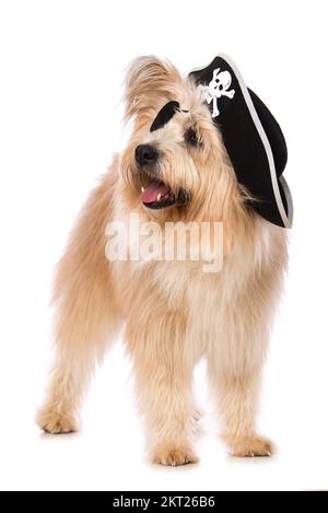 Pirate isolated on the white Stock Photo - Alamy