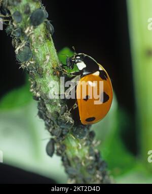 Seven-spot ladybird (Coccinella septempiunctata) a beetle predator feeding on black bean aphid (Aphis fbae)  pests Stock Photo
