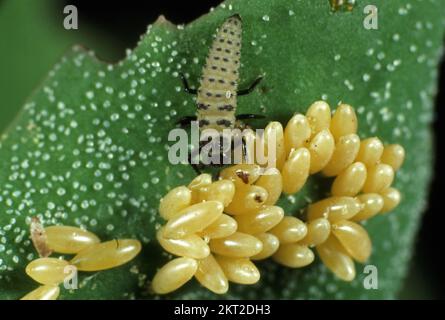 Seven-spot ladybird (Coccinella septempunctata) predatory larva with ladybird eggs from a separate batch Stock Photo