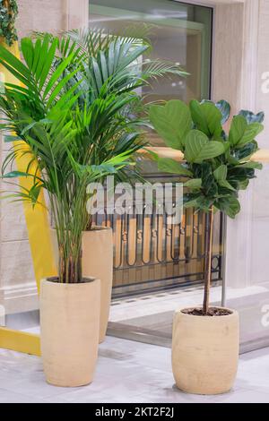 Potted trees adorns the lobby of a large shopping center. Greening of retail spaces. Stock Photo