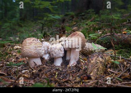 Edible Blusher fungi Amanita rubescens. Bunch young mushrooms grow in the woods. Stock Photo