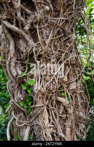 Dead ivy roots on a tree trunk, with a colony of red firebugs Stock Photo