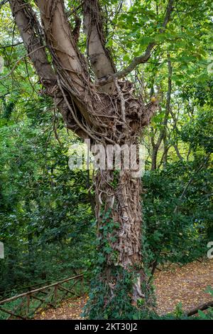 Dead ivy roots on a tree trunk, with a colony of red firebugs Stock Photo