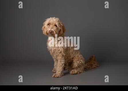 Portrait of a blonde Cockapoo sitting on a grey background Stock Photo