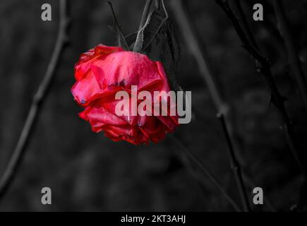 Macro shot of an already slightly dried up red rose blossom (rosaceae) in autumn in front of a dark colorless background. Stock Photo