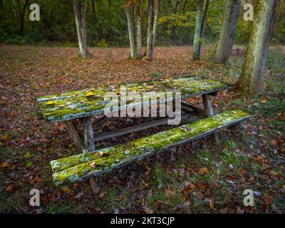 Moss growing on old weathered neglected picnic table, Pennsylvania, USA Stock Photo