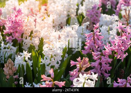 Multi colored hyacinths in the sun litght. Easter spring background. Close up macro. Stock Photo