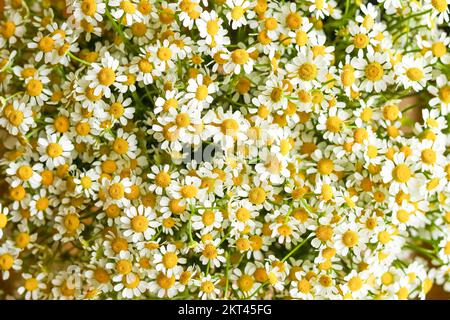 Small chamomile feverfew daisy Tanacetum parthenium flowers bouquet full frame top view flat lay Stock Photo