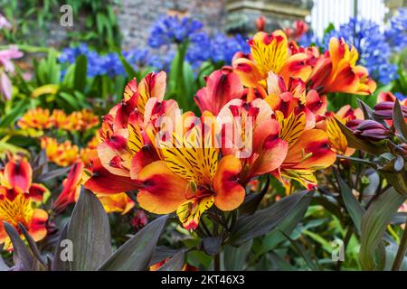 Alstroemeria Indian Summer, a vigorous perennial with coppery-orange and golden-yellow flowers in a garden herbaceous border. Stock Photo