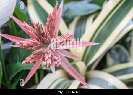 Exotic pale pink flower of Aechmea Fasciata Felice plant with long stripy leaves. Stock Photo