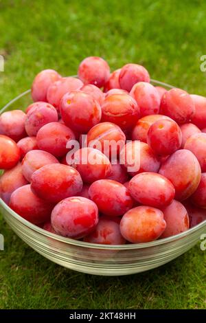 Victoria plums freshly picked and in a glass bowl on grass Stock Photo
