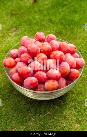 Victoria plums freshly picked and in a glass bowl on grass Stock Photo