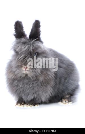 Cute dwarf rabbit isolated on white background Stock Photo - Alamy