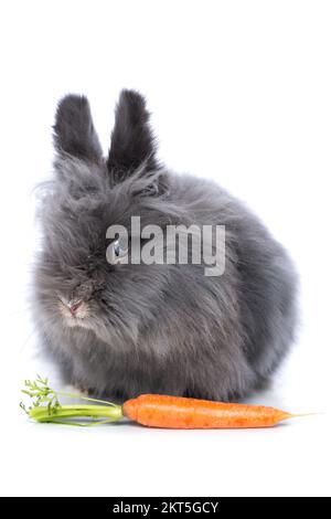 Cute dwarf rabbit isolated on white background Stock Photo - Alamy