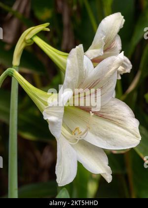 Closeup view of fresh white with delicate red lines hybrid amaryllis flower blooming outdoor in garden, isolated on natural background Stock Photo