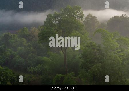 Scenic tropical forest landscape with morning fog in moutain valley during monsoon season, Chiang Dao, Chiang Mai, Thailand Stock Photo