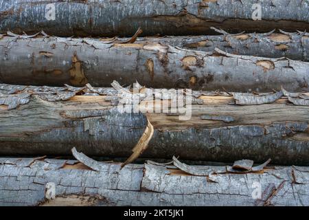Closeup view of stack of natural wooden tree trunks with textured bark used in forest industry Stock Photo