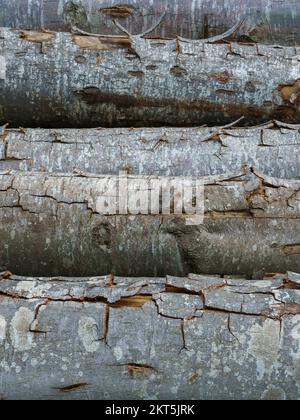 Backdrop pile of natural wooden tree trunks with textured bark used in logging industry Stock Photo