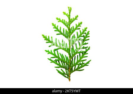 Branch of green thuja. on a white background Stock Photo