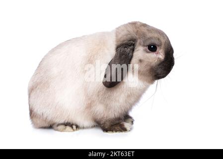 Cute dwarf rabbit isolated on white background Stock Photo