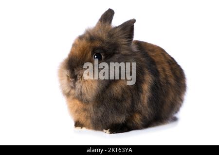 Cute dwarf rabbit isolated on white background Stock Photo