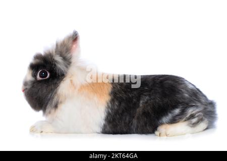 Cute dwarf rabbit isolated on white background Stock Photo
