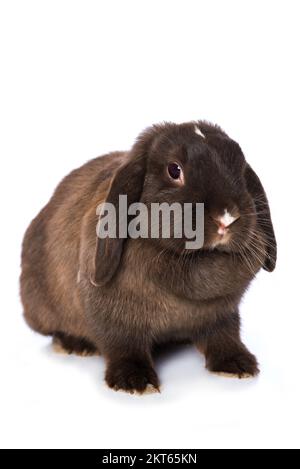 Cute dwarf rabbit isolated on white background Stock Photo