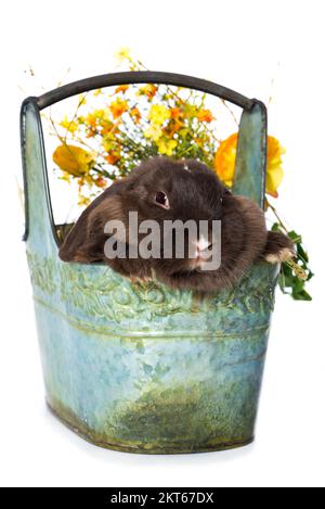Cute dwarf rabbit in a metal basket isolated on white background Stock ...