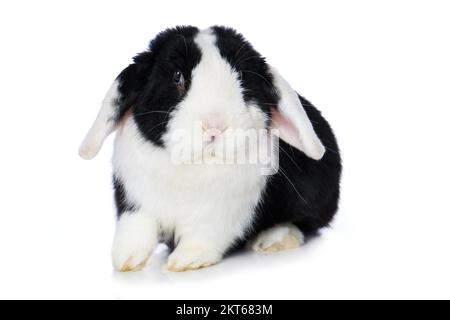 Cute dwarf rabbit isolated on white background Stock Photo