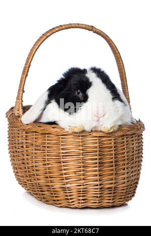 Cute dwarf rabbit in a basket isolated on white background Stock Photo