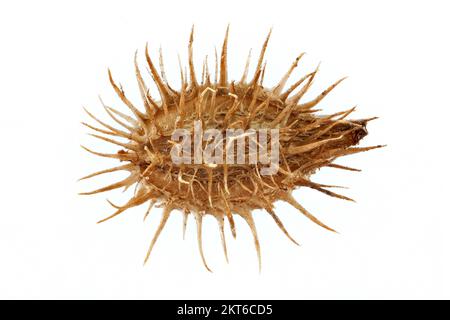 Orlaya grandiflora, White laceflower, Strahlen-Breitsame, close up, fruit (seed), 7-10 mm long Stock Photo