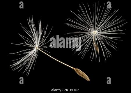 Taraxacum officinale, Common dandelion, Gewöhnlicher Löwenzahn, close up, fruits (seeds)  with pappus, fruit 3-4 mm long Stock Photo