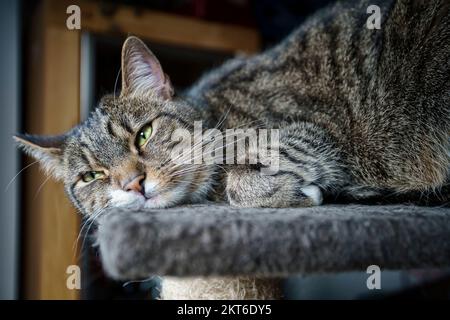 Young Tabby Male Relaxing, European Shorthair Cat Stock Photo