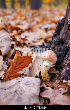 A young mushroom grows near a stump in an autumn forest. Selective focus. Stock Photo