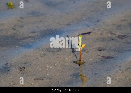 Growing plant in the Mangroves of Umm Al Qwain with copy space, United Arab Emirates, UAE Stock Photo