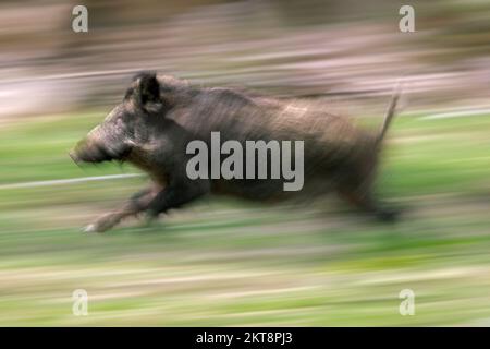 Motion blurred fast running solitary wild boar (Sus scrofa) fleeing through forest Stock Photo