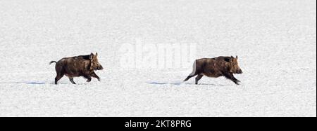 Two fleeing wild boars (Sus scrofa) running over snow covered field in winter Stock Photo