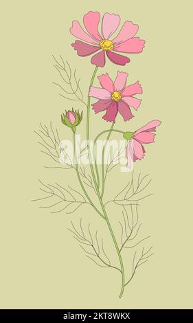 Vector drawing with a contoured Cosmos or a bouquet of Cosmea flowers. Stock Vector