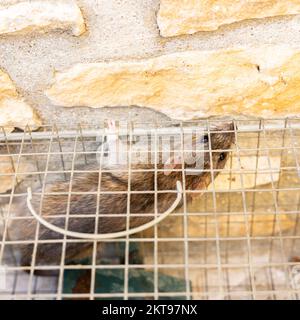 living rat trapped in an iron cage Stock Photo