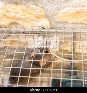 living rat trapped in an iron cage Stock Photo