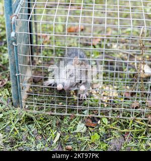 living rat trapped in an iron cage Stock Photo