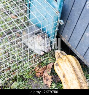 living rat trapped in an iron cage Stock Photo