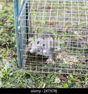 living rat trapped in an iron cage Stock Photo