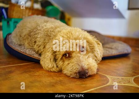 Irish water spaniel dog lying on the floor in a relaxed way inside the home. Stock Photo
