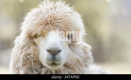 Cute Alpaca face in farm, focus on eyes, close-up with copy space. Stock Photo