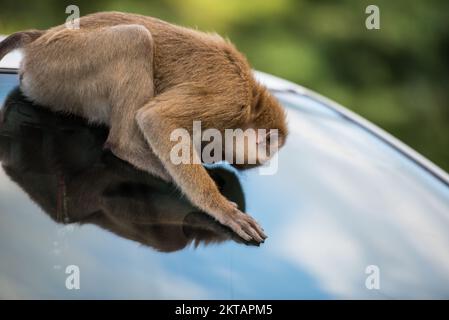 Cute Monkey sit on the car windshield looking into a car for some food with curiously of what is inside the car for eating. Stock Photo