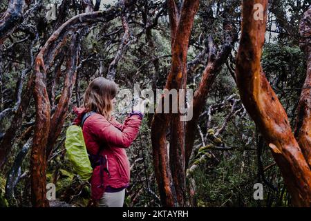 A woman taking a photo using her camera's screen display in a paper tree forest endemic to the mid- and high-elevation regions of the tropical Andes. Stock Photo